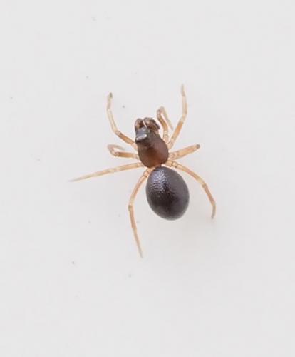 Parapelecopsis nemoralis